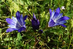 Gentiana olivieri
