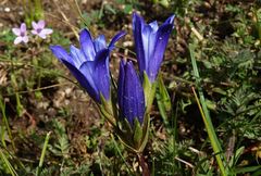 Gentiana olivieri