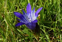 Gentiana olivieri