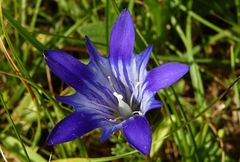 Gentiana olivieri