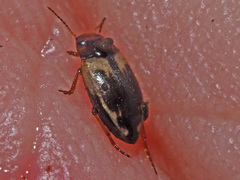 Hydroglyphus geminus