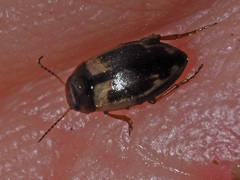 Hydroglyphus geminus