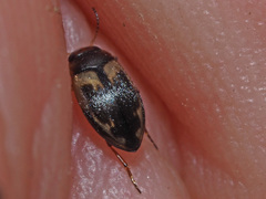 Hydroglyphus geminus