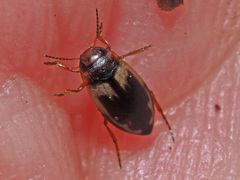 Hydroglyphus geminus