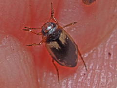 Hydroglyphus geminus