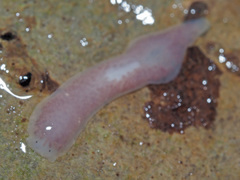 Dendrocoelum lacteum