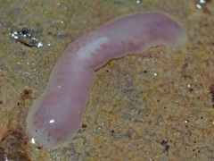 Dendrocoelum lacteum