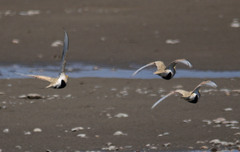 Syrrhaptes paradoxus