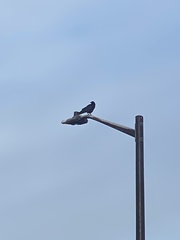 Corvus brachyrhynchos