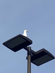 Larus
