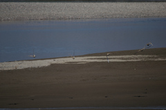 Syrrhaptes paradoxus