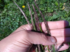 Hordeum brevisubulatum