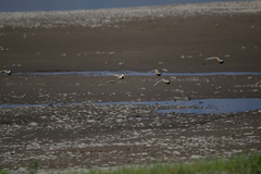 Syrrhaptes paradoxus