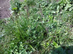 Hordeum brevisubulatum