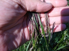Hordeum brevisubulatum