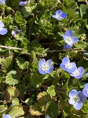 Вероника персидская (Veronica persica): происхождение и применение — фото 3