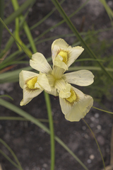 Moraea neglecta