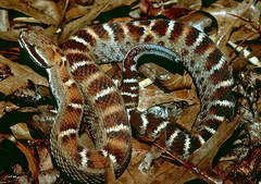 New Mexican Ridge-Nosed Rattlesnake photo 5