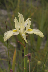 Moraea neglecta
