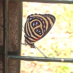 Catagramma pygas thamyras