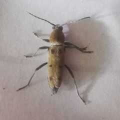 Chlorophorus glabromaculatus