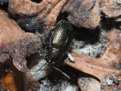 Chaetocnema hortensis