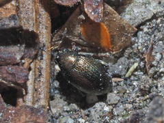 Chaetocnema hortensis