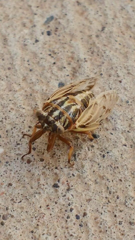 Tympanoterpes elegans