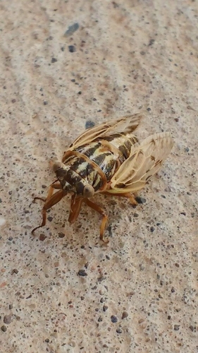 Tympanoterpes elegans