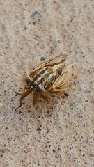 Tympanoterpes elegans