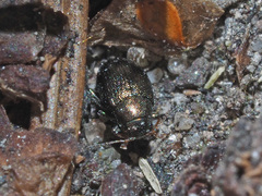 Chaetocnema hortensis