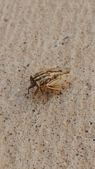 Tympanoterpes elegans