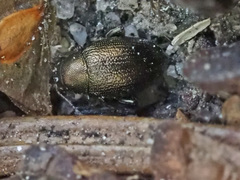 Chaetocnema hortensis