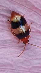 Monolepta melanogaster