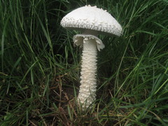 Saproamanita vittadinii