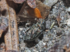 Chaetocnema hortensis