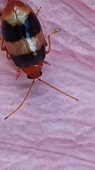 Monolepta melanogaster