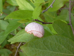 Exobasidium vaccinii