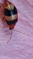 Monolepta melanogaster