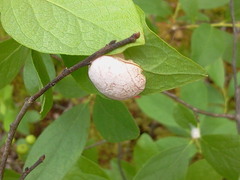 Exobasidium vaccinii