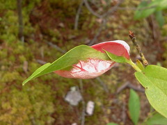 Exobasidium vaccinii