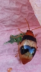 Monolepta melanogaster