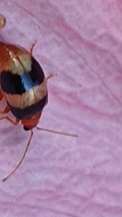 Monolepta melanogaster