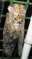 Oxypleura lenihani