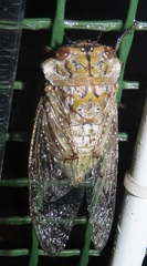 Oxypleura lenihani