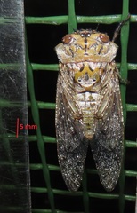 Oxypleura lenihani