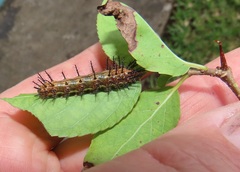 Oncoba spinosa