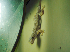 Hemidactylus mabouia