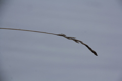 Elymus caninus
