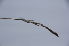 Elymus caninus
